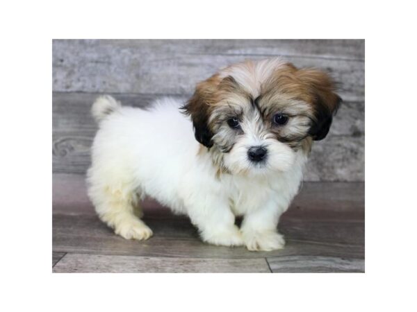 Teddy Bear-Dog-Female-Gold / White-12769-Petland Henderson, Nevada