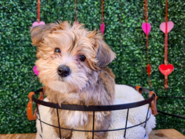 Morkie Dog Male Gold 12770 Petland Henderson, Nevada