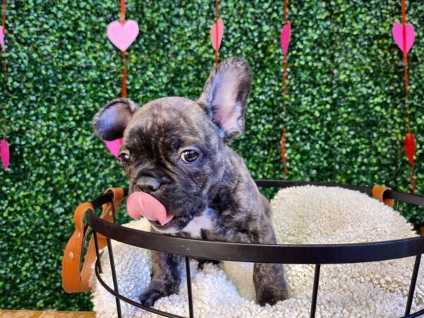 French Bulldog-Dog-Male-Brindle-12773-Petland Henderson, Nevada