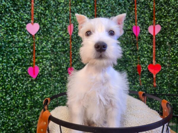 Miniature Schnauzer Dog Male White 12766 Petland Henderson, Nevada