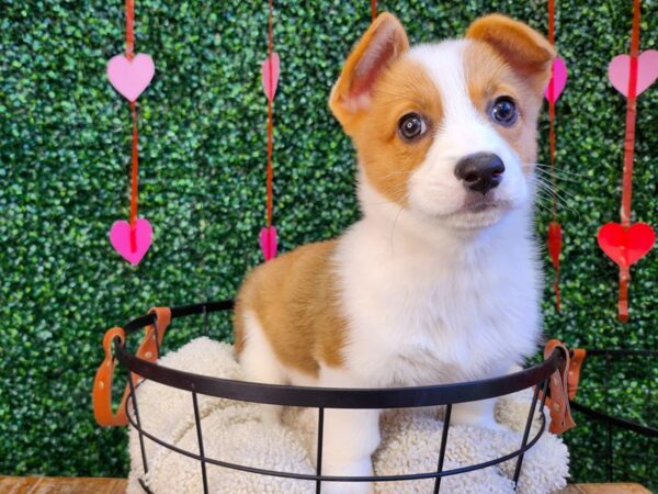 Pembroke Welsh Corgi Dog Male Sable / White 12767 Petland Henderson, Nevada