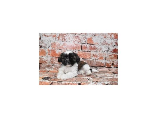 Shih Tzu-Dog-Male-Brindle and White-12781-Petland Henderson, Nevada