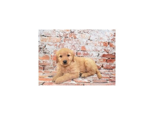 Golden Retriever Dog Female Golden 12778 Petland Henderson, Nevada