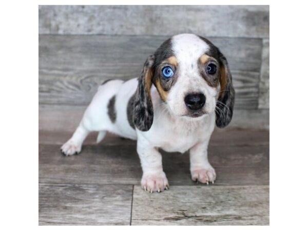 Dachshund Dog Female Black / Tan 12783 Petland Henderson, Nevada