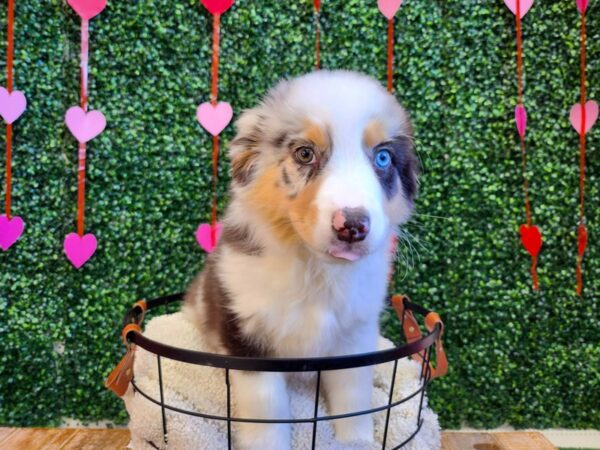 Australian Shepherd Dog Female Blue Merle White and Tan 12777 Petland Henderson, Nevada