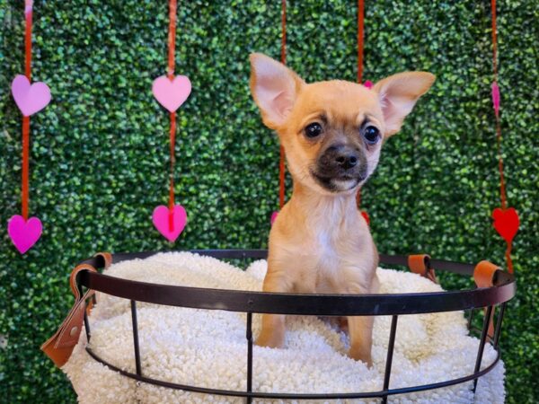 Chihuahua-Dog-Female-Fawn-12782-Petland Henderson, Nevada