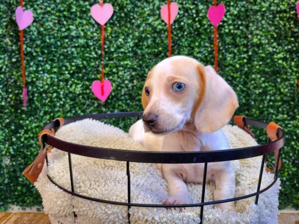 Dachshund-Dog-Female-Cream-12784-Petland Henderson, Nevada