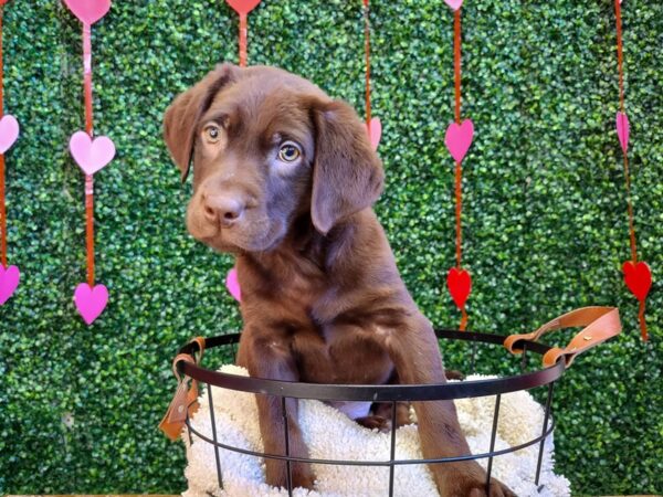 Labrador Retriever Dog Male Chocolate 12780 Petland Henderson, Nevada