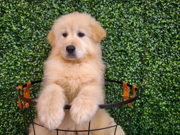 Golden Sammy Dog Female Light Golden 12787 Petland Henderson, Nevada