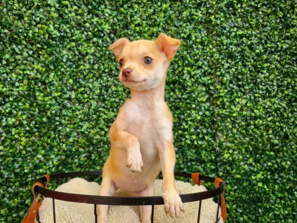 Chihuahua-Dog-Female-Fawn-12785-Petland Henderson, Nevada