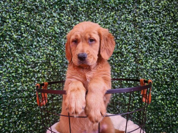 Golden Retriever Dog Female Dark Golden 12789 Petland Henderson, Nevada