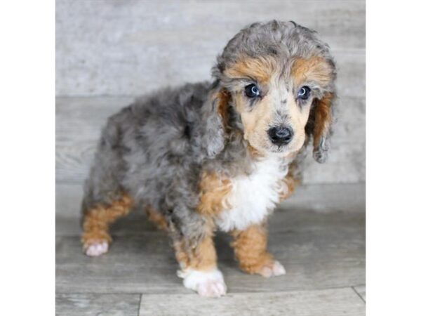 Poodle-Dog-Female-Blue Merle-12794-Petland Henderson, Nevada