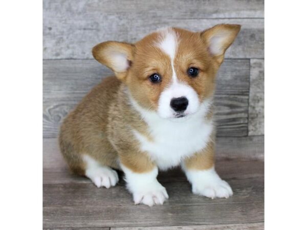 Pembroke Welsh Corgi Dog Male Sable / White 12793 Petland Henderson, Nevada