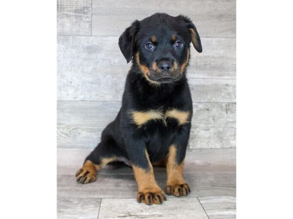 Rottweiler Dog Female Black / Rust 12795 Petland Henderson, Nevada