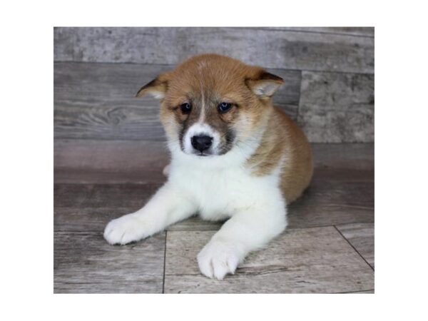 Shiba Inu Dog Male Red Sesame / White 12796 Petland Henderson, Nevada