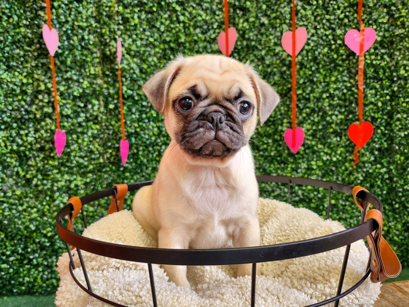Pug - 12742 Image #1