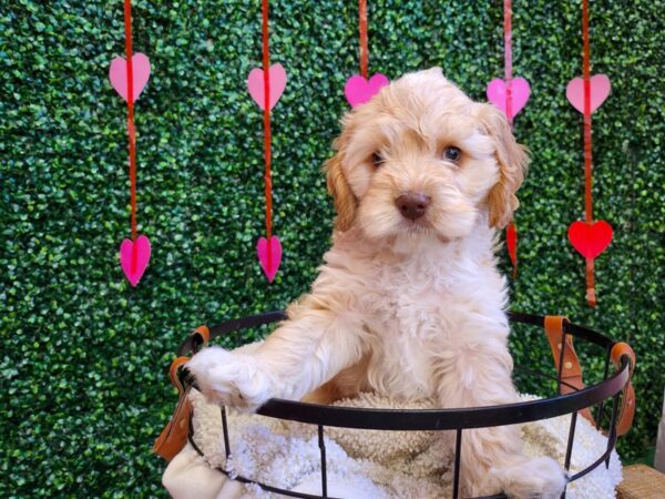 Cockapoo Dog Male Buff 12753 Petland Henderson, Nevada