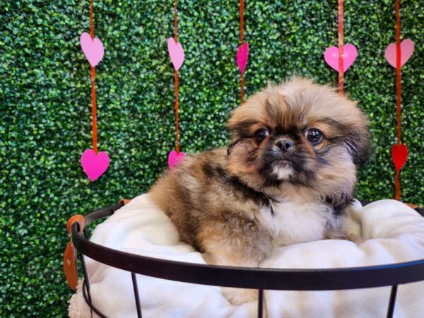 Pekingese-Dog-Male-Red Sable-12757-Petland Henderson, Nevada