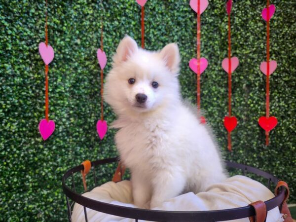 American Eskimo Dog Female White 12761 Petland Henderson, Nevada