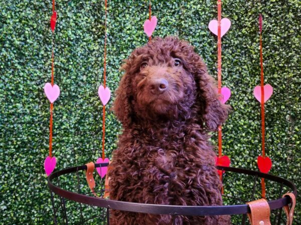 Chesadoodle Dog Female Brown 12763 Petland Henderson, Nevada