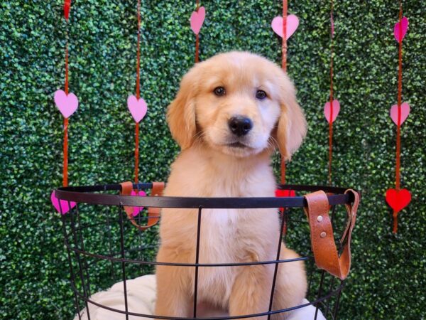 [#12756] Golden Male Golden Retriever Puppies For Sale