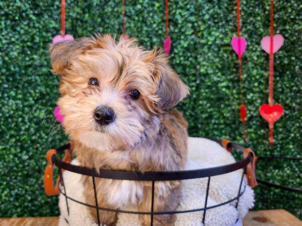 [#12770] Gold Male Morkie Puppies For Sale