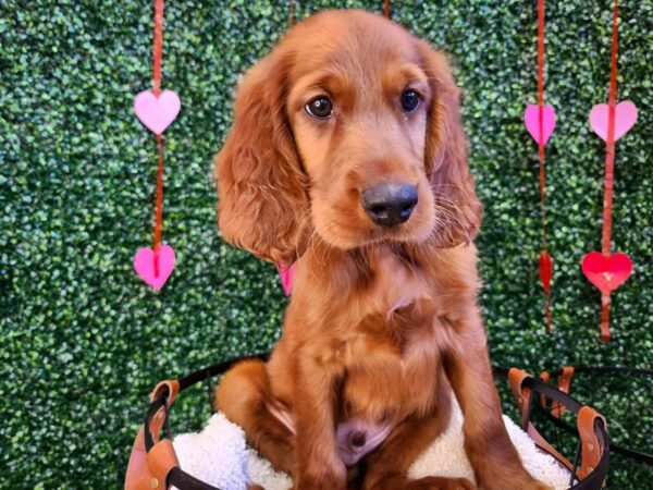 [#12776] Red Male Irish Setter Puppies For Sale