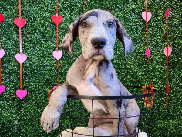 Great Dane Dog Female Merle 12779 Petland Henderson, Nevada