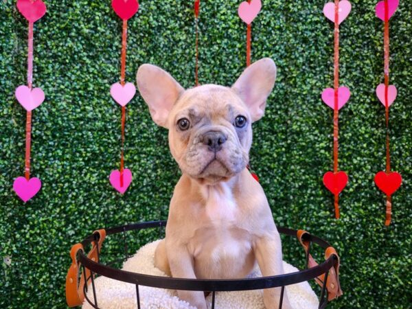 [#12774] Blue Fawn Male French Bulldog Puppies For Sale