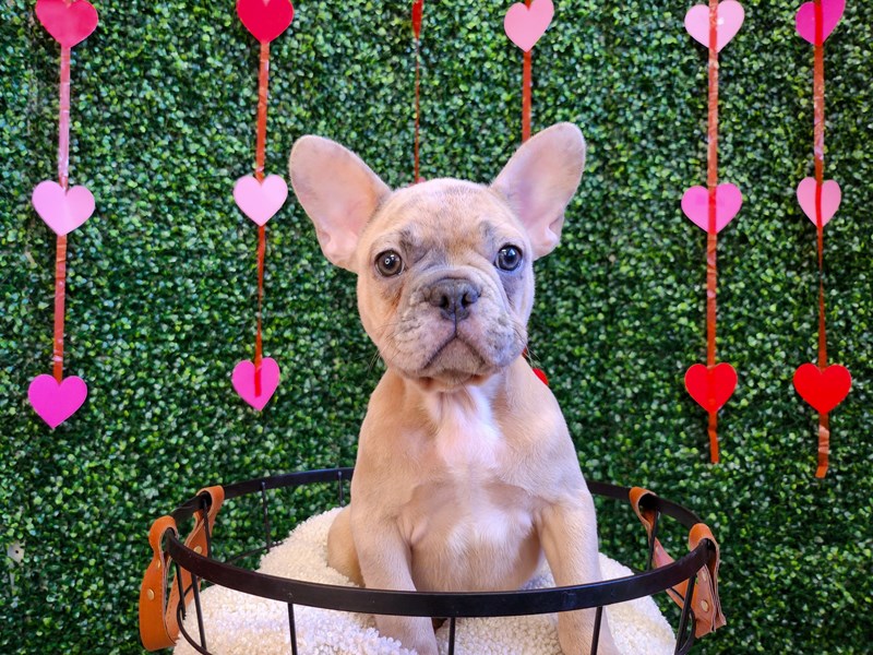 French Bulldog - 12774 Image #1