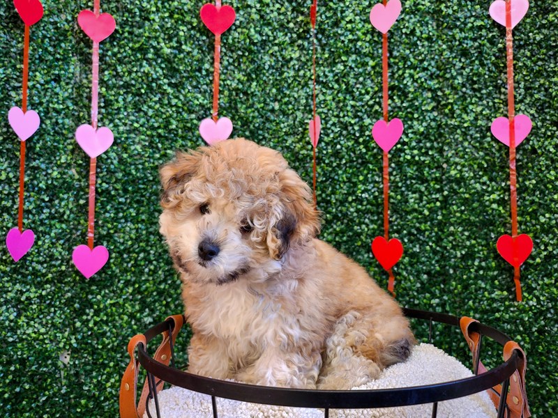 Yorkiepoo - 12771 Image #1