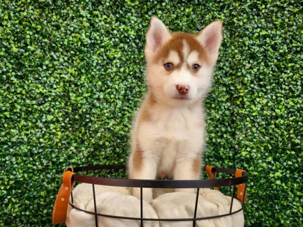 Pomsky 2nd Gen Dog Male Red / White 12788 Petland Henderson, Nevada