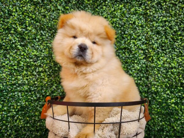 Chow Chow-Dog-Male-Cinnamon-12786-Petland Henderson, Nevada