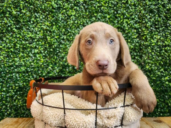 Labrador Retriever Dog Female Silver 12790 Petland Henderson, Nevada