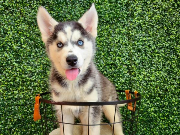 Siberian Husky Dog Male Black and White 12791 Petland Henderson, Nevada