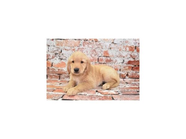 Golden Retriever-Dog-Male-Golden-12799-Petland Henderson, Nevada