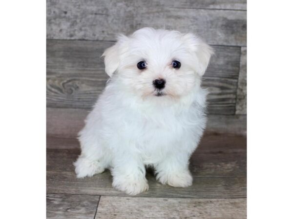 Maltese-Dog-Female-White-12792-Petland Henderson, Nevada