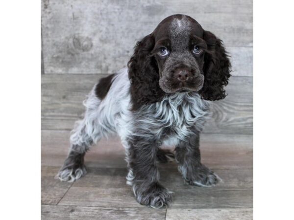 [#12798] Chocolate / White Male Cocker Spaniel Puppies For Sale