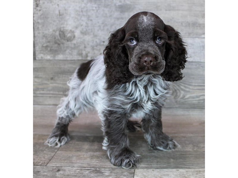 Cocker Spaniel - 12798 Image #1
