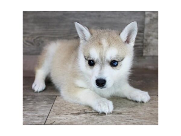 Alaskan Klee Kai-Dog-Female-Fawn / White-12797-Petland Henderson, Nevada