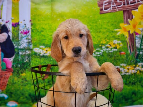 [#12778] Golden Female Golden Retriever Puppies For Sale