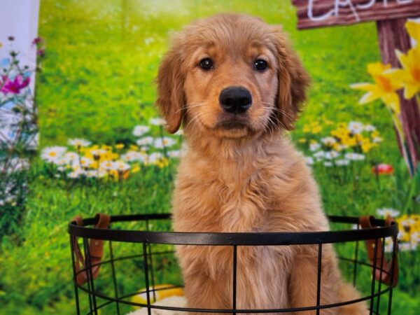 [#12799] Golden Male Golden Retriever Puppies For Sale