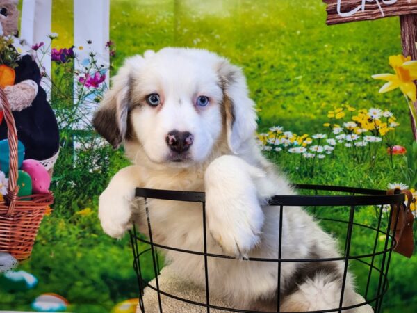 [#12800] Blue Merle White and Tan Male Australian Shepherd Puppies For Sale