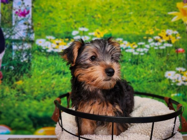 [#12768] Black / Tan Male Yorkshire Terrier Puppies For Sale