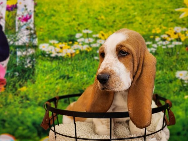 [#12807] Red / White Female Basset Hound Puppies For Sale