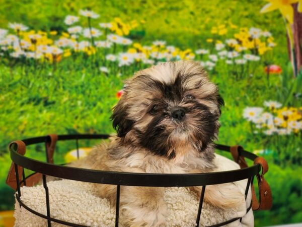 Shih Tzu Dog Male Gold 12810 Petland Henderson, Nevada