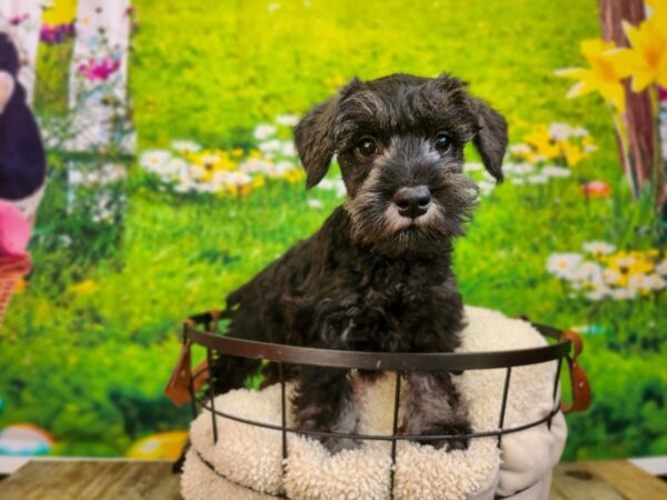 Miniature Schnauzer Dog Male Salt / Pepper 12814 Petland Henderson, Nevada