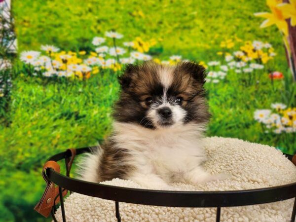 Pomeranian Dog Female Red Sable 12808 Petland Henderson, Nevada