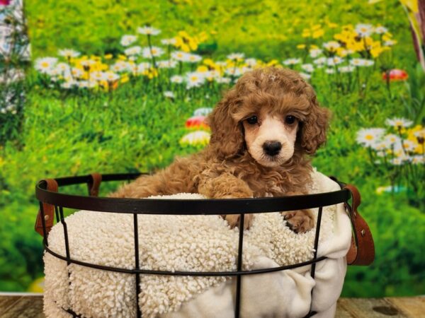 Poodle Dog Female Apricot 12809 Petland Henderson, Nevada