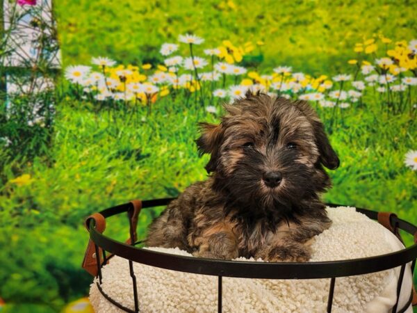 Havanese-Dog-Female-Fawn Sable-12813-Petland Henderson, Nevada